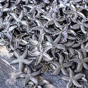 Подвеска металлическая "Морская звезда", цвет черный, 26x23.5x3 мм