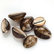 Бусина из ракушки, "Каури", цвет коричневый, 25-35x17-25x12-25 мм
