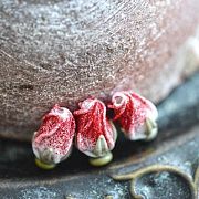 Бусина, Мурано "Розовый бутон", бело-красный, 15-16х10-11 мм