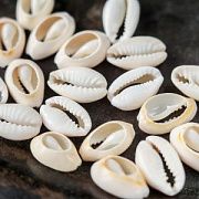 Бусина из ракушки, "Каури", природные оттенки, 10-17x7-11x3-6 мм